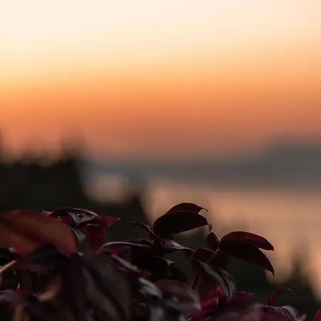 فيلة Paradise *